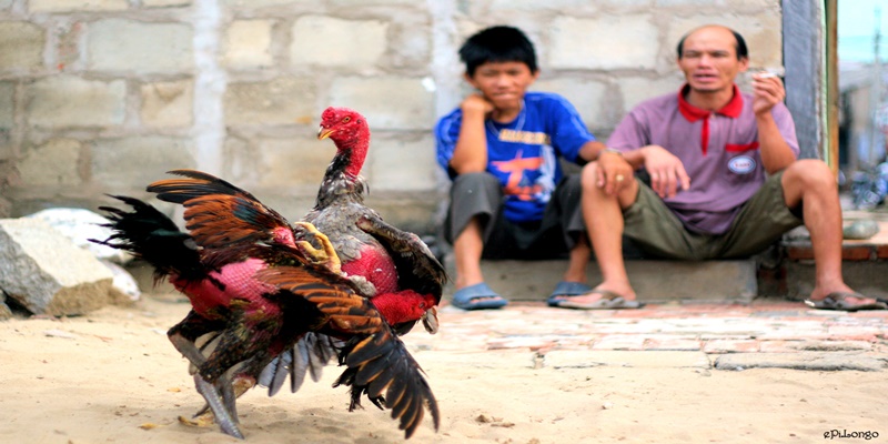 Một số khó khăn của tân thủ khi chơi đá gà trực tiếp